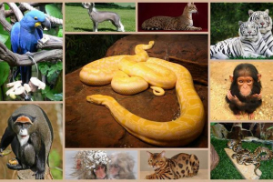 Najdroższe zwierzęta: kto obudzi się, ile? Najdroższe zwierzęta: kto obudzi się, ile?